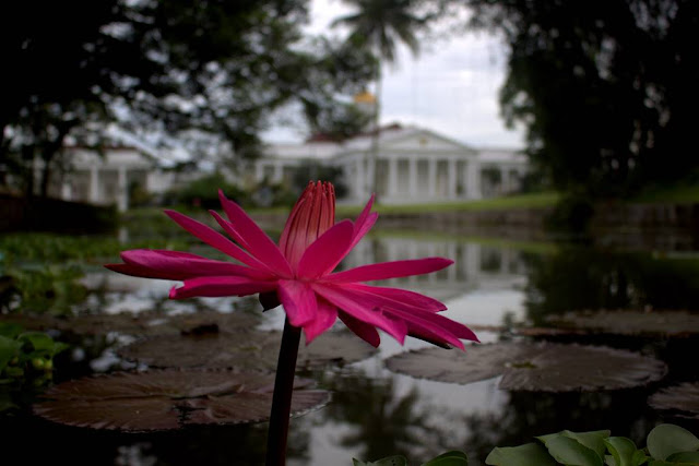 The Beautiful Nymphaea Rubra - With Special Background , Bogor Palace 2
