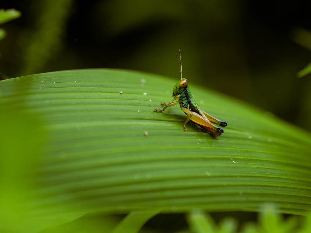 Grasshopper on the Leave - Cikaracak Waterfall Bogor 2022 2